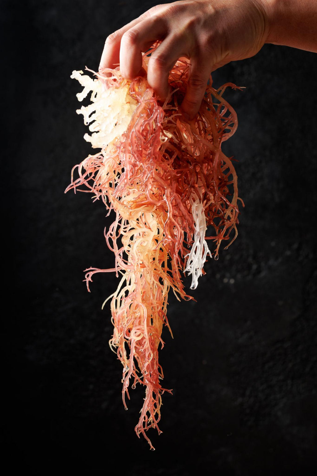 Sea Moss